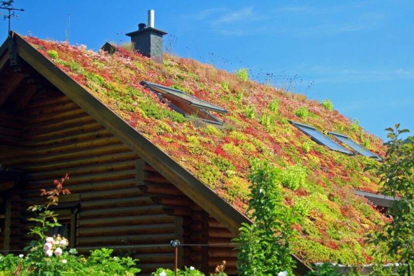 A sedum roof., featuring succulent plants.