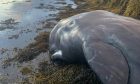A dead sperm whale calf