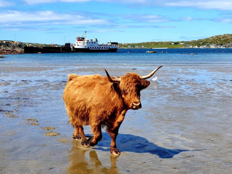 A Highland Cow on the beach on the Isle of Mull.