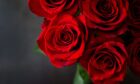 Malcolm Gibb's unwanted attention included sending his stalking victim a dozen red roses on Valentine's day. Image: Shutterstock