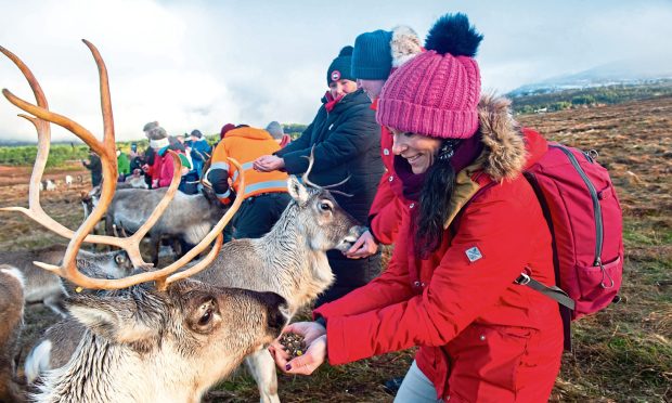 Gayle Ritchie meets the stunning Cairngorm reindeer herd. Image: Jason Hedges.