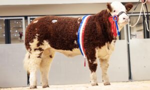 Coolcran Heidis Noreen sold for 26,000gns to Reece Simmers, Backmuir, Keith. Picture by MacGregor Photography.