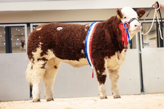 Coolcran Heidis Noreen sold for 26,000gns to Reece Simmers, Backmuir, Keith. Picture by MacGregor Photography.