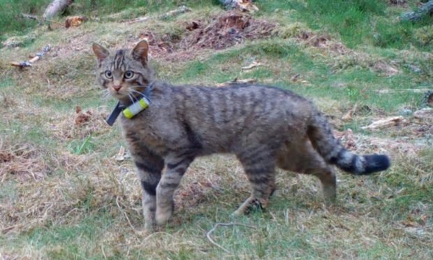 Wildcats are now roaming around the Cairngorms and are eating chickens.