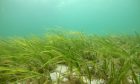 Seagrass Orkney