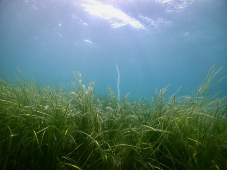 Seagrass underwater Orkney, Hoy