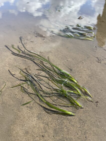 Seagrass at Drum Sands,