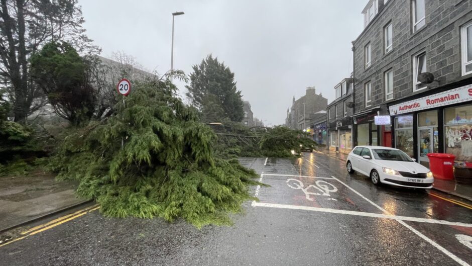 A tree is down in Aberdeen.