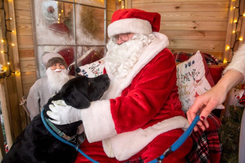 A black Labrador with a blue lead meeting Santa Claus 