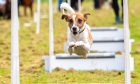 Evie the Jack Russell leaping over the obstacle course in Banchroy for Deesidedly Flyball training.