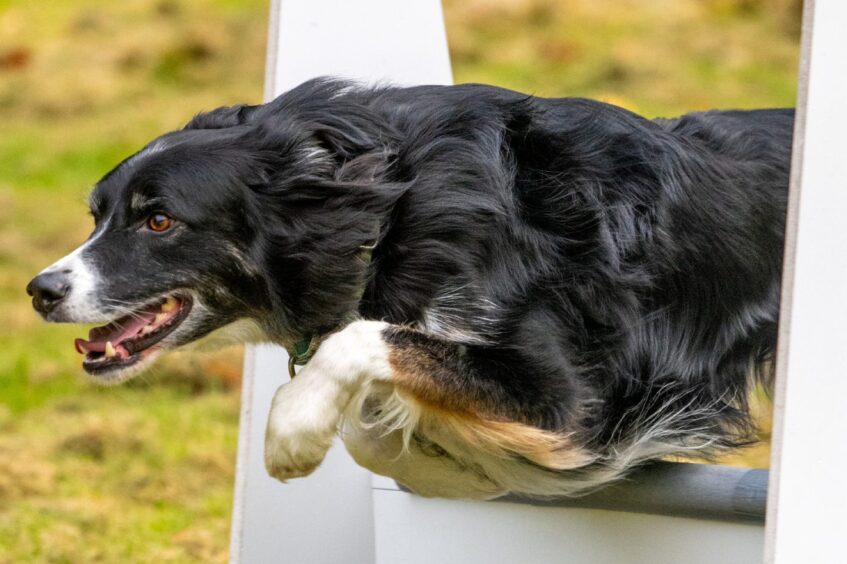 One of the dogs jumping over a hurdle.