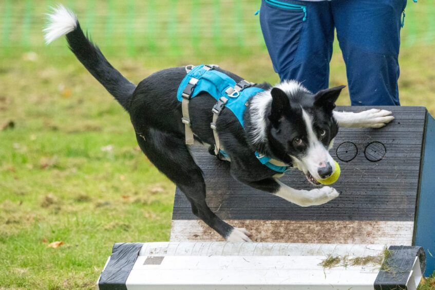 Ollie the Collie mid ball collection in Deesidedly Flyball training in Banchory. 