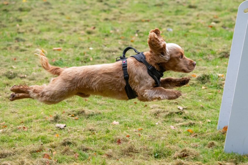 At times it looks like the dogs are flying as they jump over the obstacles. 