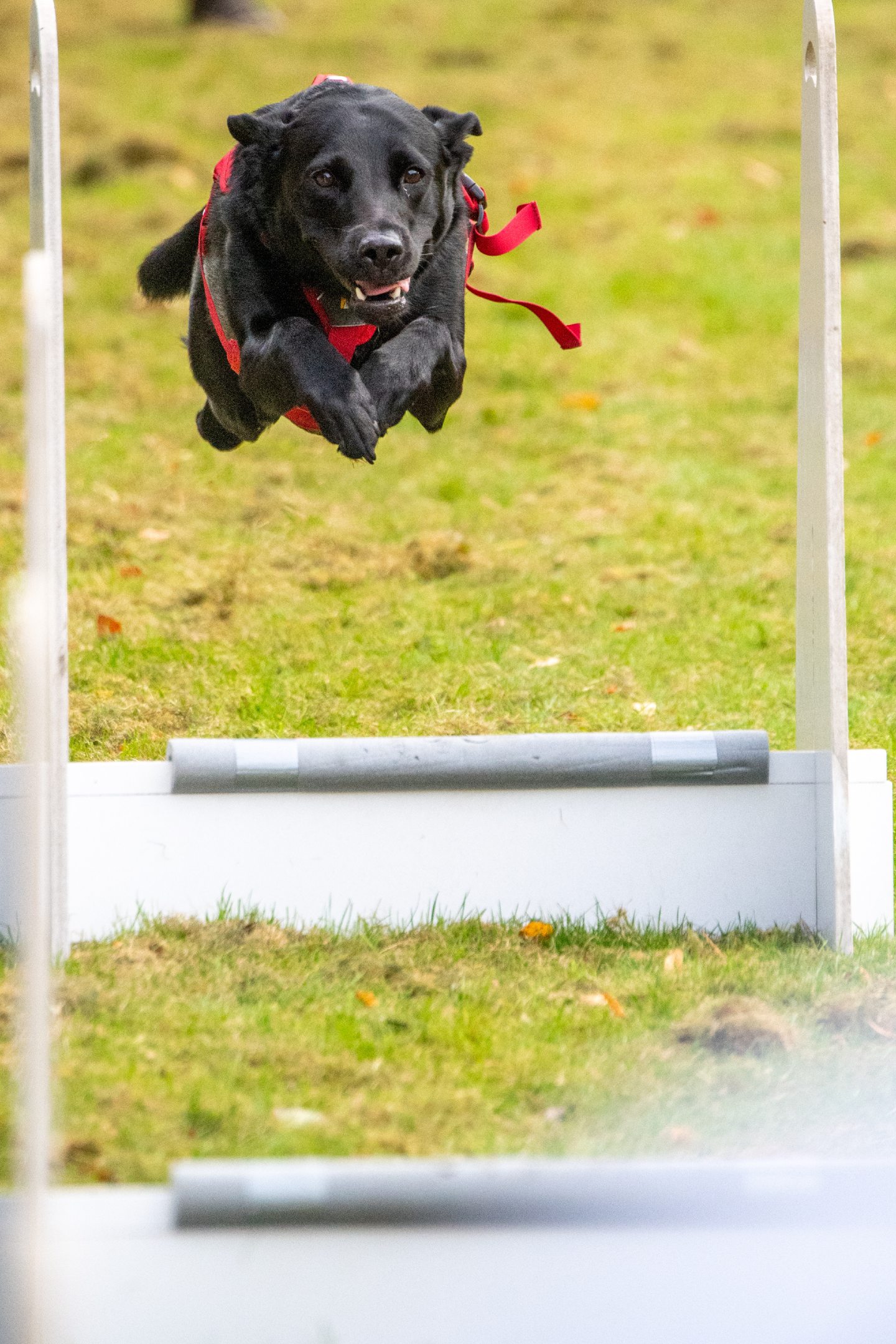 One of the dogs leaping over the hurdles in Banchory park. 