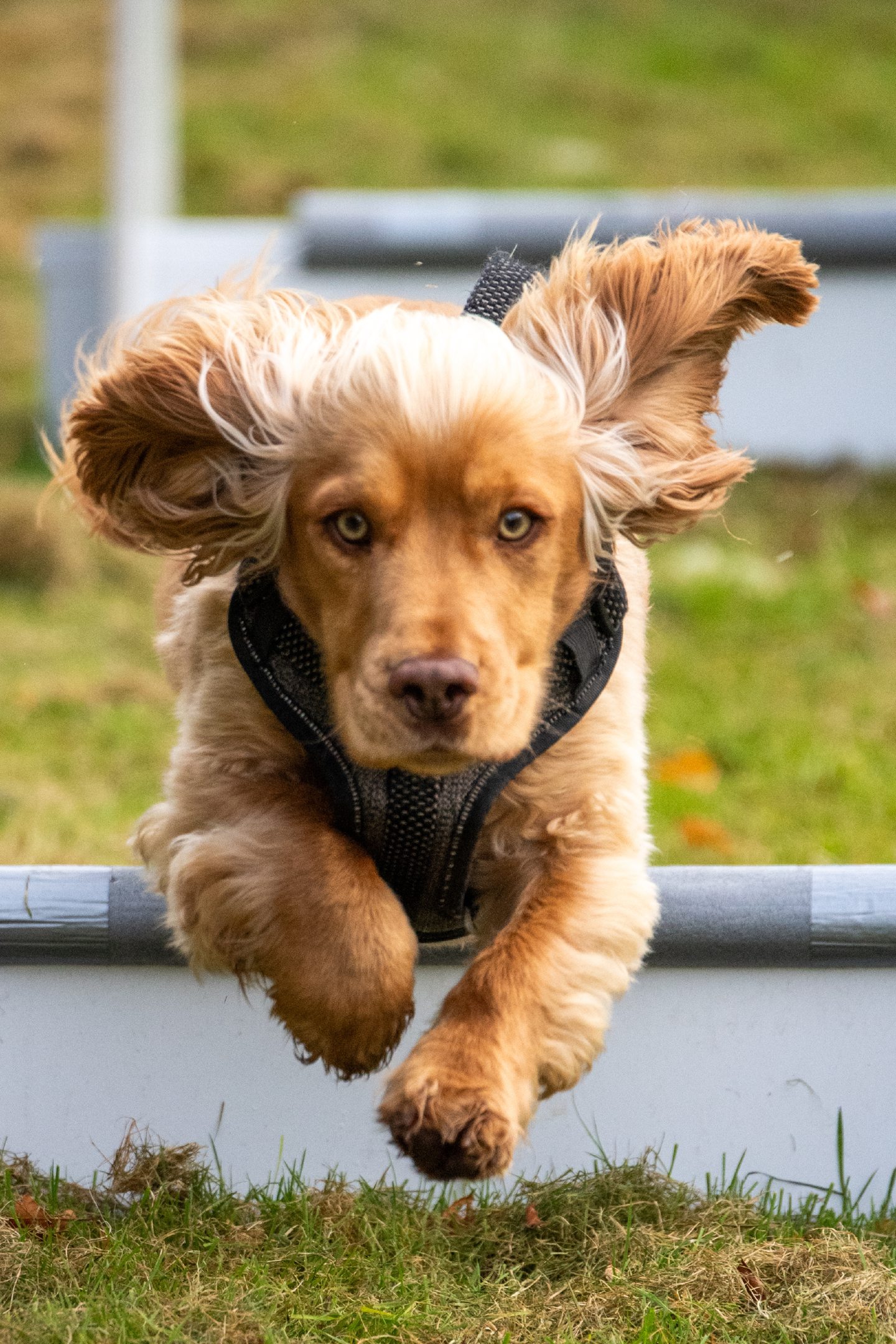 One of the dogs with long ears jumping over the hurdles.