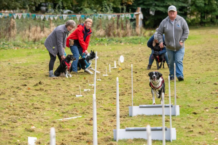 There were four hurdles set up for the dogs in the Paddock in Banchory. 