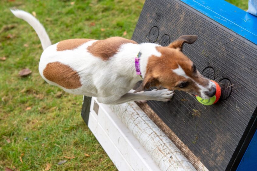 Evie the Jack Russell grabs her ball from the box in training with Deesidedly Flyball. 
