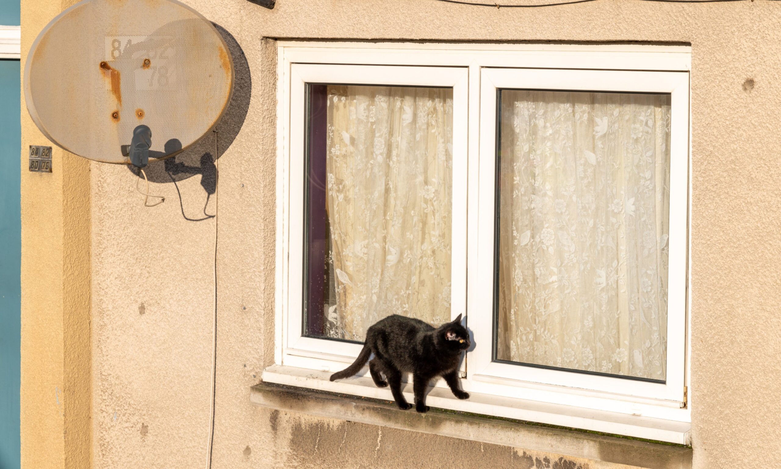 Cat running along windowsill. 