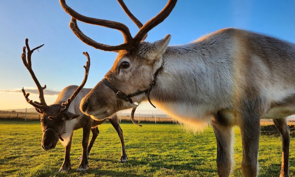 Reindeers bask in the sun in a field in Caithness.
