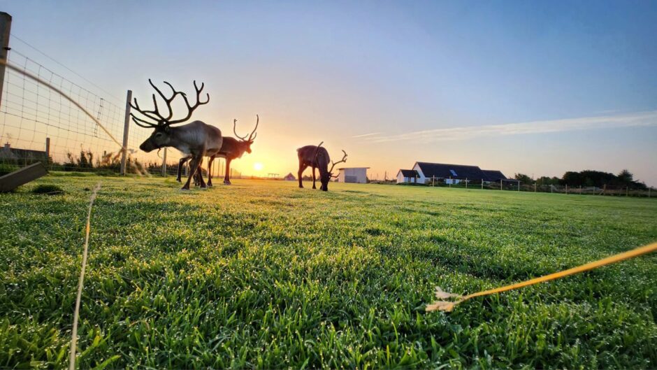 Sven, Levvi and Mr Antlers pictured in a green field as the sun sets.