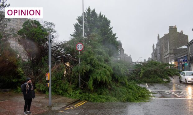 A tree was dramatically blown over on Aberdeen's George Street earlier this week. Image: Kenny Elrick/DC Thomson