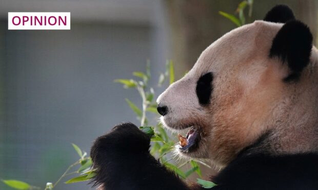 Giant panda Yang Guang (Sunshine) at Edinburgh Zoo. Image: Jane Barlow/PA Wire