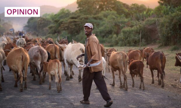 A farmer herds cattle in South Omo, Ethiopia during 2014. In recent years, the area has suffered greatly as a result of extreme weather caused by climate change. Image: Dietmar Temps/Shutterstock