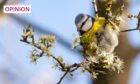 A Eurasian blue tit perched in a blooming blackthorn tree. Image: Laurent Chevallier/Shutterstock