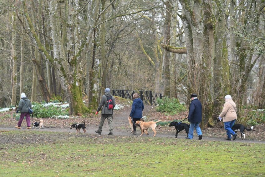Dog walkers at Aden Country Park.