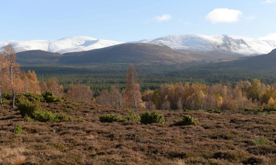 A snow capped Cairngorm Mountain in the background.