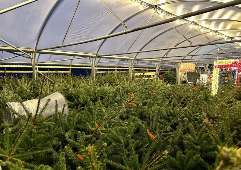 Christmas trees for sale 