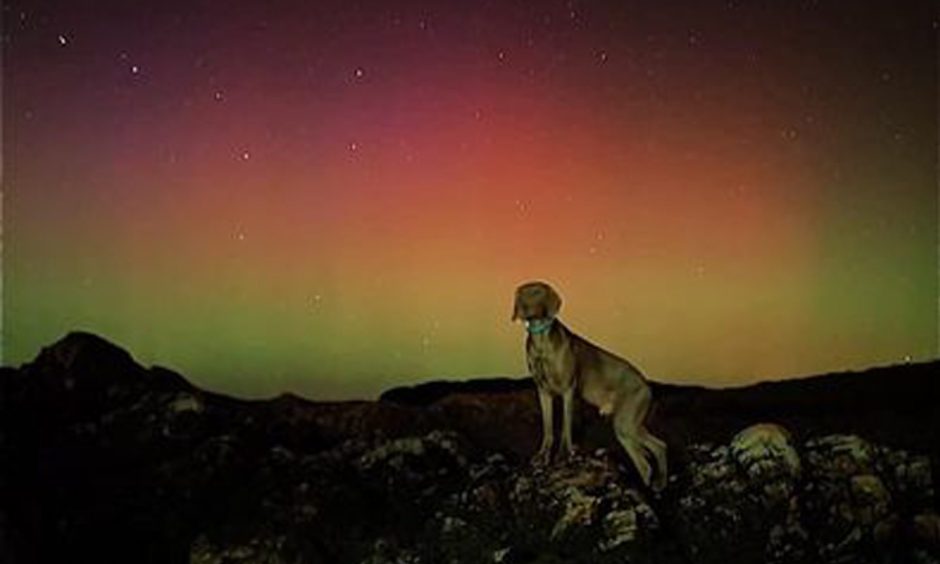 Northern lights Glenelg with Ollie the dog
