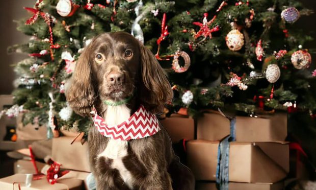 Spaniel in front of Christmas Tree.