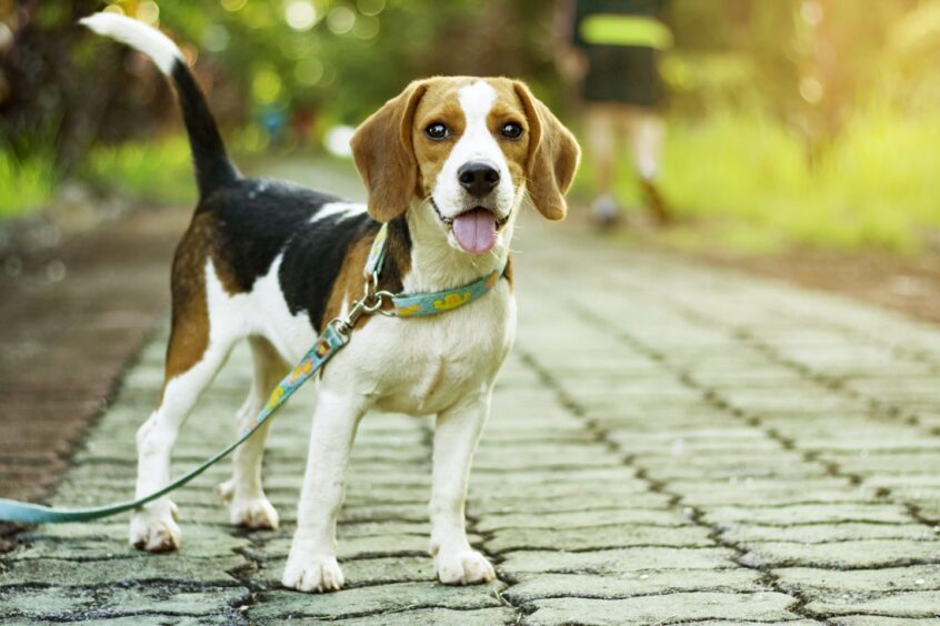 Stock image of dog on a walk.