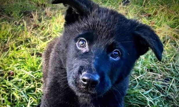 Eva is the latest puppy to join the police.