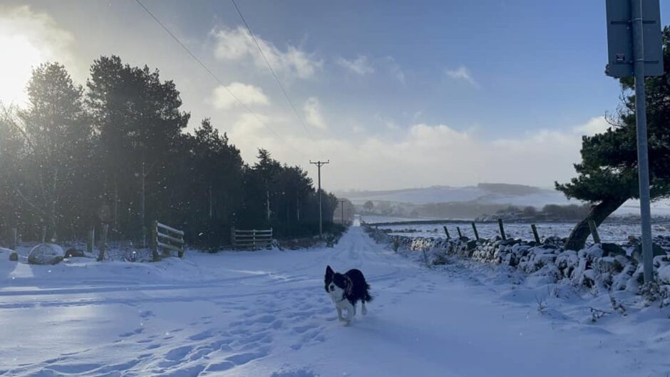 Dog running through the snow in ABerdeen