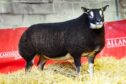 Sale leader at £4,000 from John and Bryony MacGregor's dispersal of the Tamtain flock.