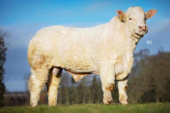 Balmyle Tremendous sold for £13,000 to nearby herds. Picture by MacGregor Photography.