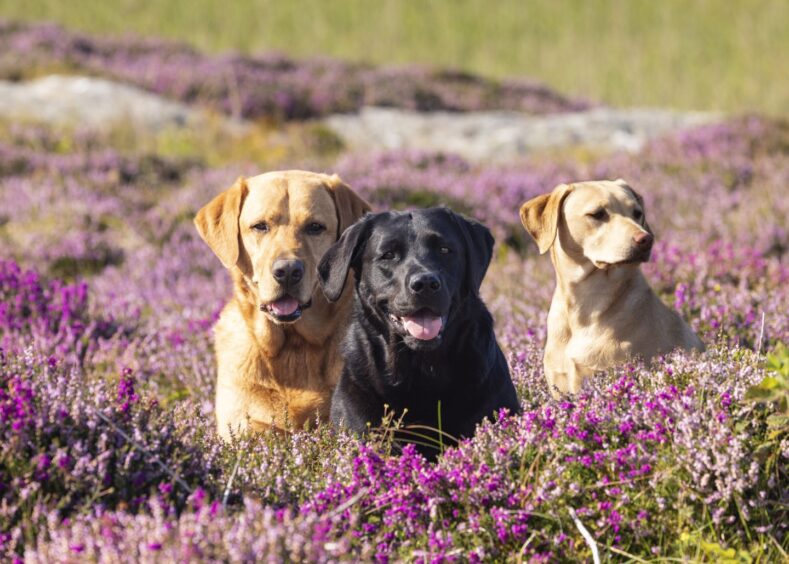 Three labradors, two golden and one black, in a field of heather.