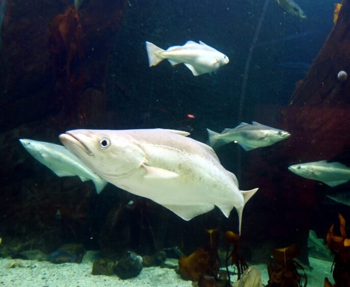 Fish at Macduff Marine Aquarium.