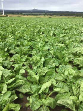 A field of Robbos fodder beet growing at Middle Balbeggie. Kirkcaldy, by David Laird.