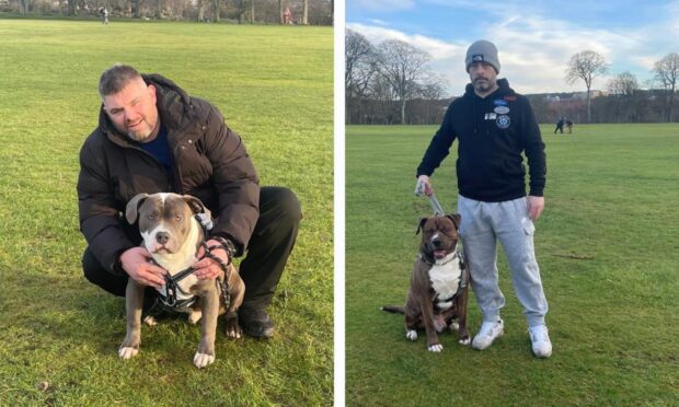 Xl bully owners meet in Aberdeen's duthie park.