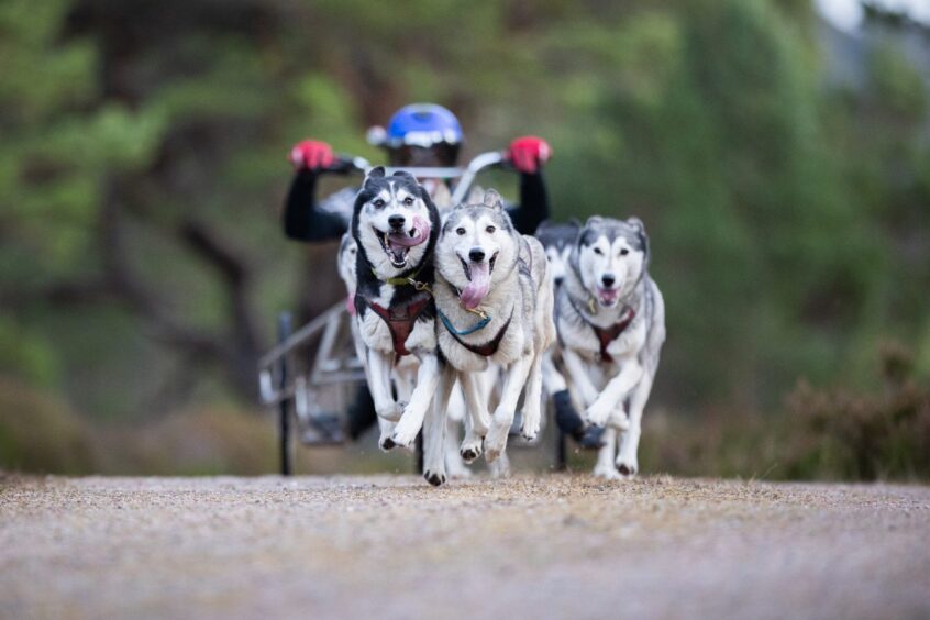 Dogs racing.