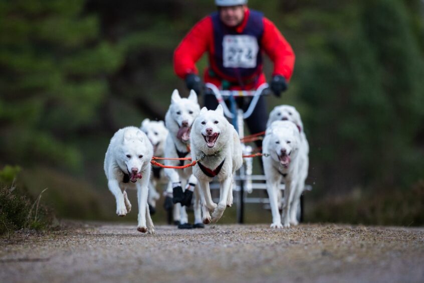 Dogs racing.