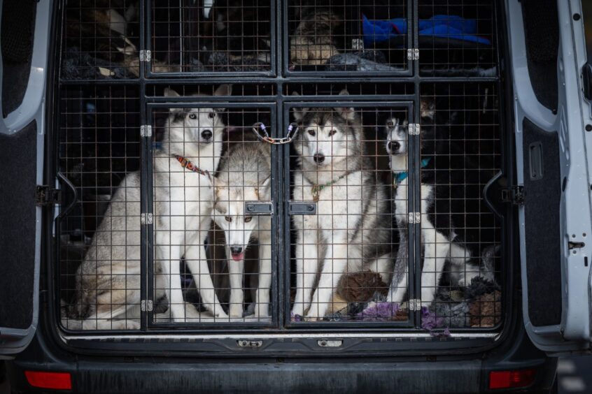 Dogs standing up in a cage.