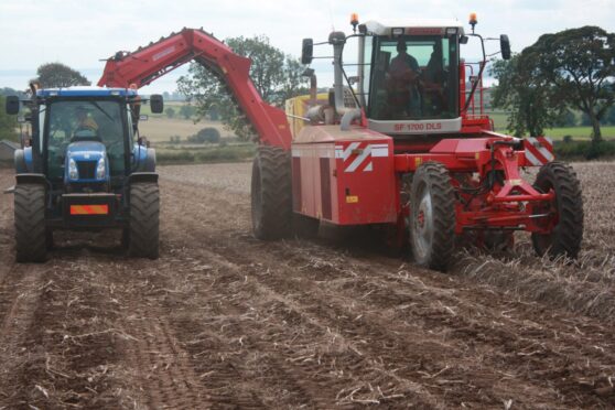 DIGGING DEEP: Scottish seed accounts for 80% of the tatties grown in the UK’s £4.5bn potato supply chain.