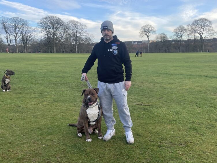 Xl bully owners meet in Aberdeen's Duthie park.