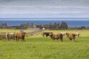 The SRUC-led project wants to hear from islands’ agricultural sector.