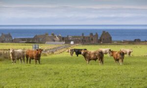 The SRUC-led project wants to hear from islands’ agricultural sector.