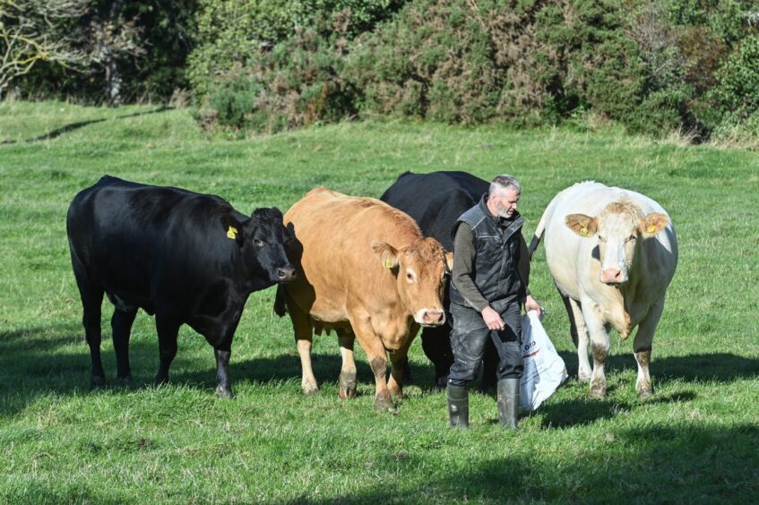 Cattle at Netherton Farm, near Aberlour.